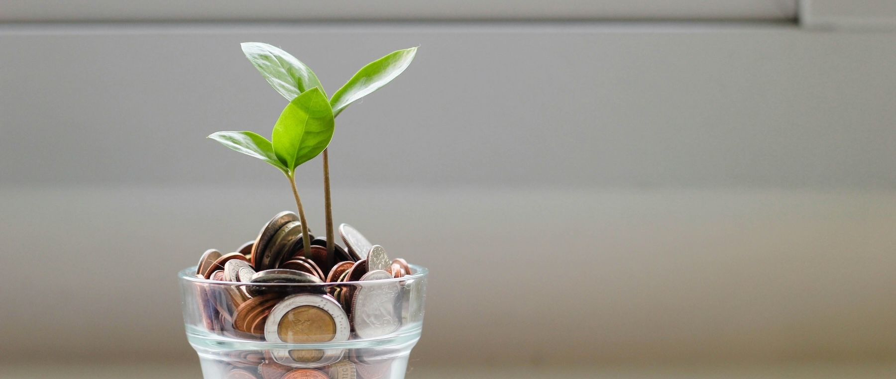 Green plant growing from a glass jar of coins, representing financial growth and trust in financial advisory services